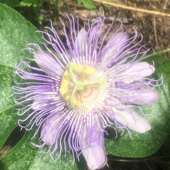 Meet your Posher, Jennie - Picture 1 of 1